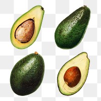 Hand drawn natural fresh avocado set