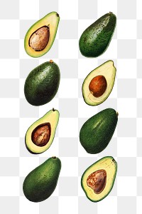 Hand drawn natural fresh avocado set