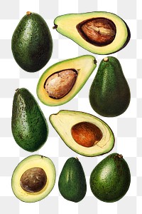 Hand drawn natural fresh avocado set