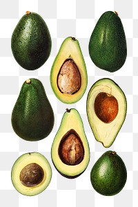 Hand drawn natural fresh avocado set