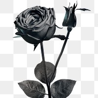 Monotone blooming rose design element