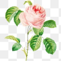 Blooming pink rose flower halftone style design element