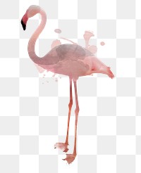 Pink flamingo illustration watercolor style 