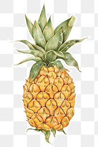 Pineapple illustration pencil colored style sticker design element