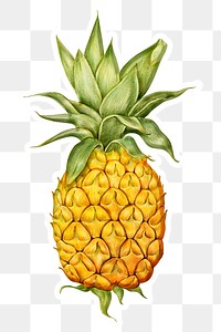 Pineapple illustration pencil colored style sticker design element