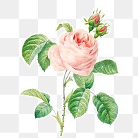 Hand drawn blooming pink rose with sparkle design element sticker