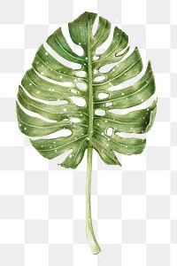 Pencil colored monstera leaf with sparkle design element