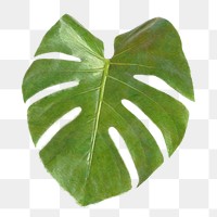 Monstera leaf design element