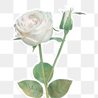 White rose flower sticker design element