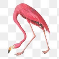 Pink flamingo bird design element