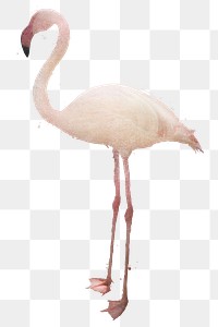 White flamingo bird design element