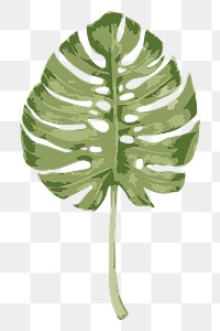 Vectorize monstera leaf design element
