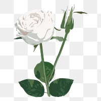 Vectorized white rose flower design element