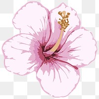 Vectorized pink hibiscus flower design element