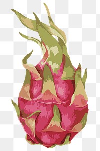 Vectorized dragon fruit design element
