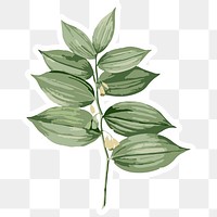 Vectorized polygonatum flower sticker overlay with a white border design element