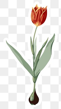 Vectorized tulip flower sticker overlay with a white border design element