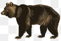 Vectorized grizzly bear sticker overlay design element