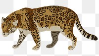 Vectorized jaguar sticker overlay design element 
