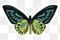 Vectorized butterfly sticker overlay with a white border design element