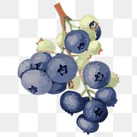 Vectorized blueberries sticker overlay design element