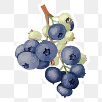 Vectorized blueberries sticker overlay with white border design element