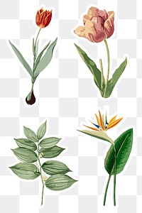 Vectorized flower sticker collection design elements 