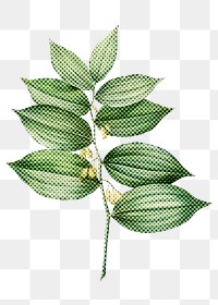 Hand drawn polygonatum flower halftone style sticker overlay