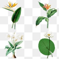 Halftone tropical flower sticker set design element
