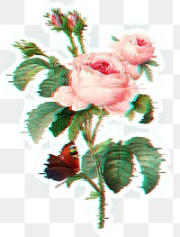 English rose flower with glitch effect sticker overlay