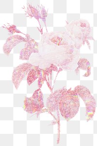 Pink holographic cabbage rose flower design element