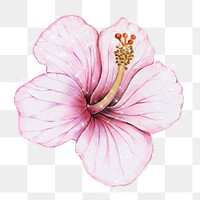 Hand drawn pink hibiscus design element