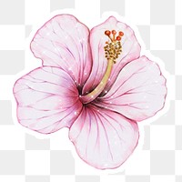 Hand drawn pink hibiscus sticker design element with white border
