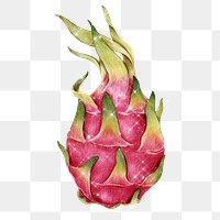 Hand drawn dragon fruit design element