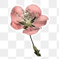 Hand drawn sparkling cherry blossom flower sticker with white border