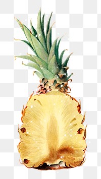 Hand drawn sparkling pineapple design element