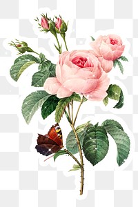 Hand drawn sparkling cabbage rose flower sticker with white border