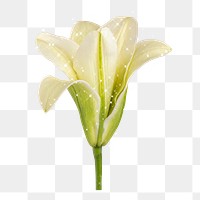 Sparkling white lily flower design element