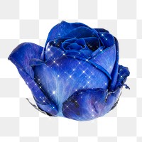 Sparkling blue rose flower design element