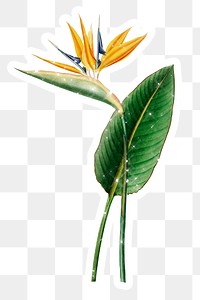 Hand drawn sparkling  bird of paradise flower sticker with white border