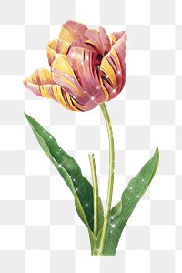 Hand drawn sparkling two-tone tulip flower design element