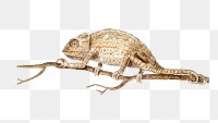 Hand drawn sparkling chameleon design element