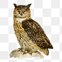 Hand drawn sparkling Eurasian eagle-owl design element