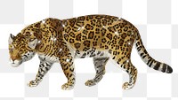 Hand drawn sparkling Jaguar design element