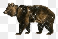 Hand drawn sparkling brown bear design element