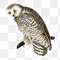 Hand drawn sparkling snowy owl sticker with white border