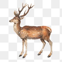 Hand drawn sparkling deer design element