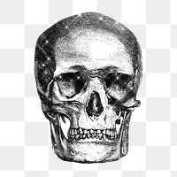 Sparkling skull engraving design element