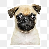 Sparkling pug puppy sticker with white border