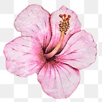 Hibiscus flower watercolor style overlay